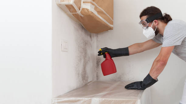 Professional Black Mold Remediation technician working in Boon, MI