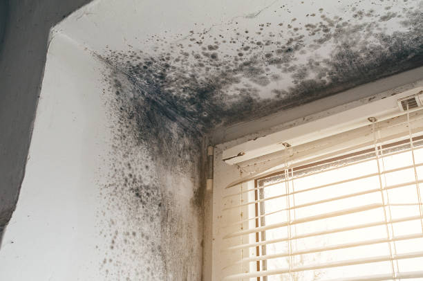 Affordable Black Mold Remediation solutions in Boon, MI